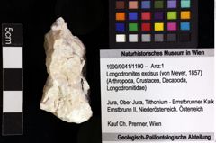 Foto (Objket + Etiketten) von Longodromites excisus (von Meyer, 1857) 